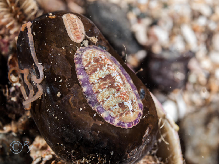 Tonicella (probably lineata) - Lined Chiton