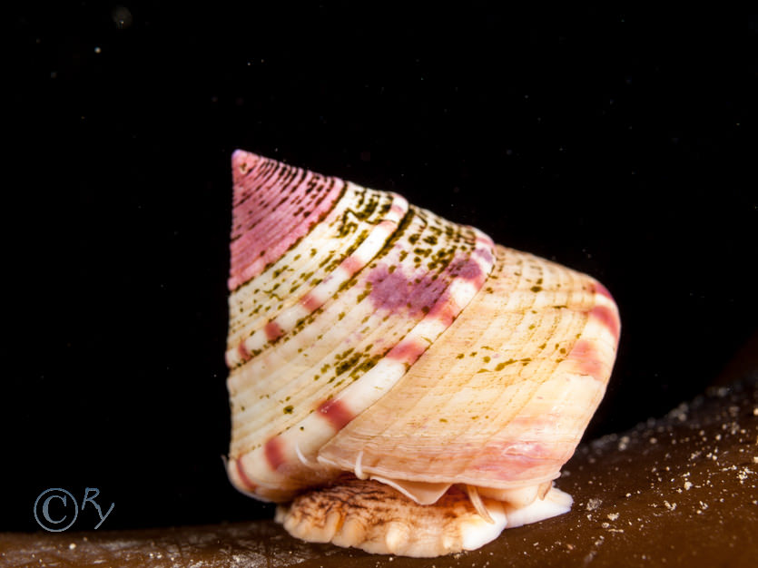 Calliostoma zizyphinum -- painted top shell  mermaid's nipples