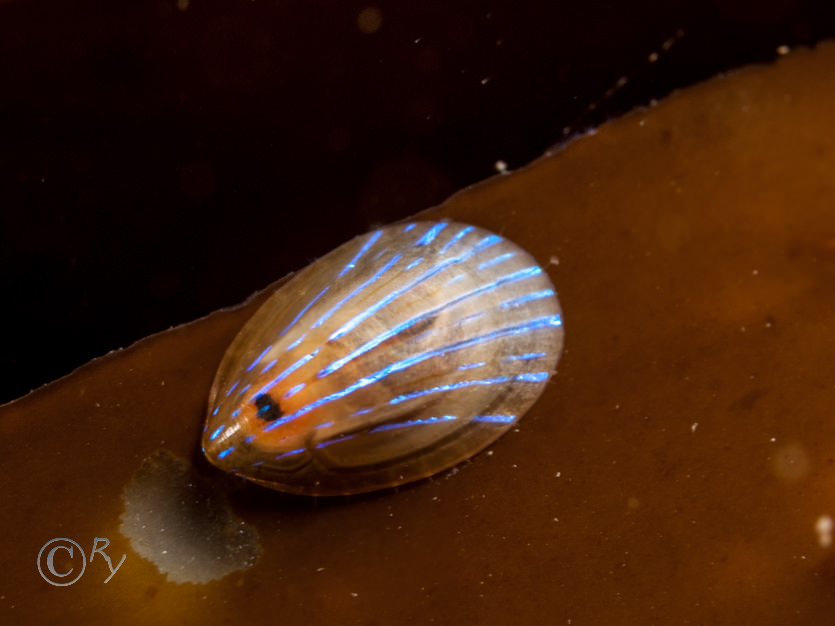 Helcion pellucidum -- blue-rayed limpet