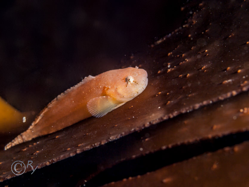 Liparis liparis -- sea-snail