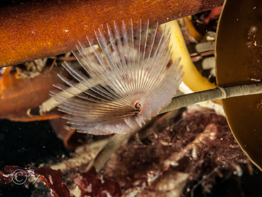 Sabella pavonina -- peacock worm