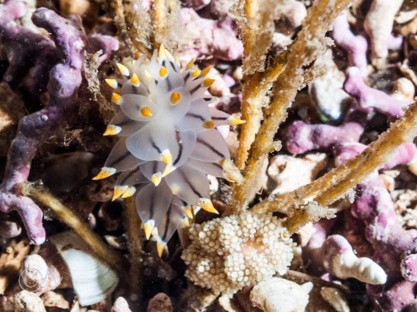 Doto fragilis, Eubranchus tricolor