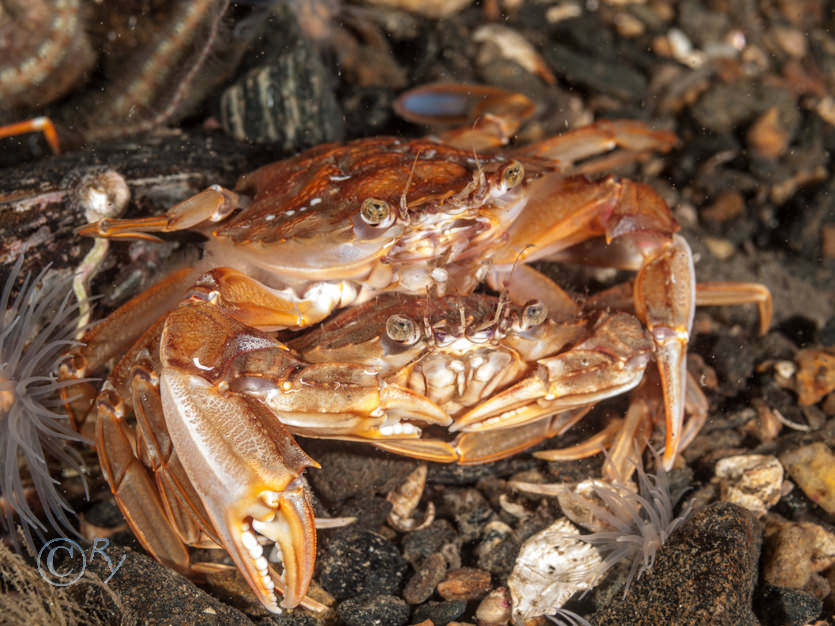 Liocarcinus depurator -- harbour crab