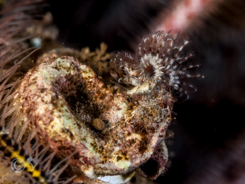 Ophiothrix fragilis -- common brittlestar