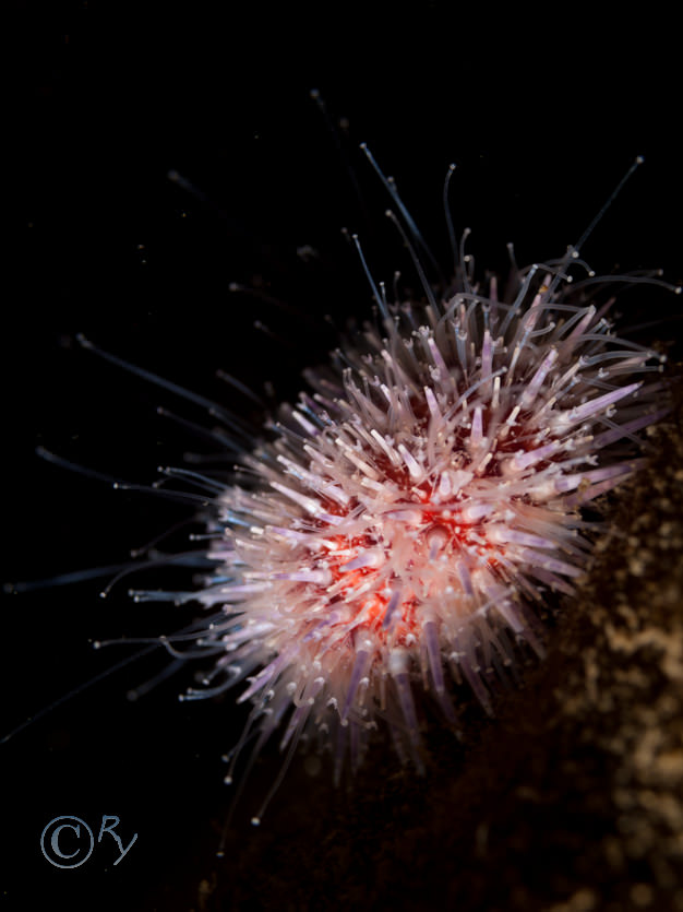 Echinus esculentus -- common sea urchin