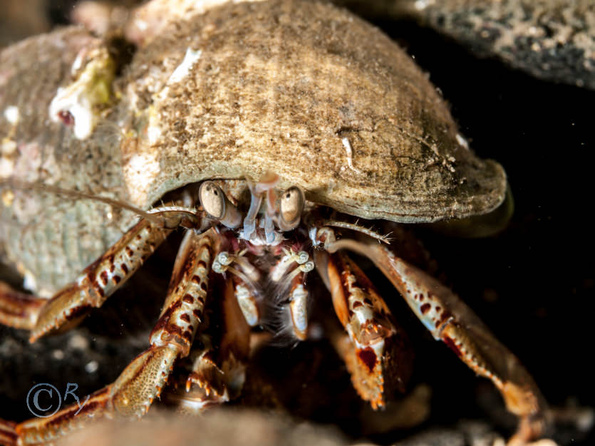 Pagurus bernhardus -- common hermit crab