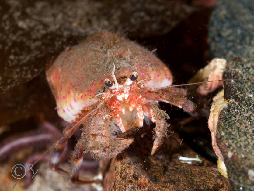 Adamsia carciniopados -- cloak anemone, Pagurus prideaux -- anemone hermit crab