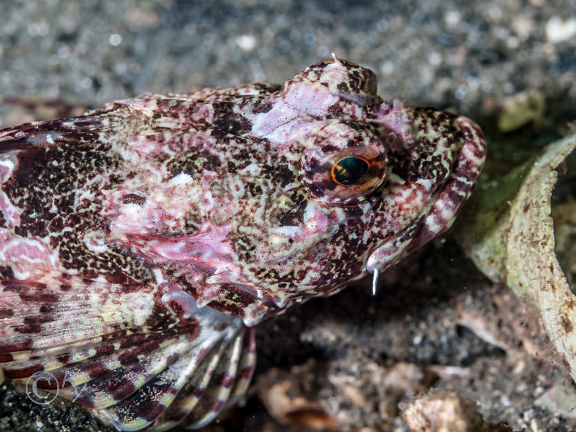 Taurulus bubalis -- long-spined sea scorpion