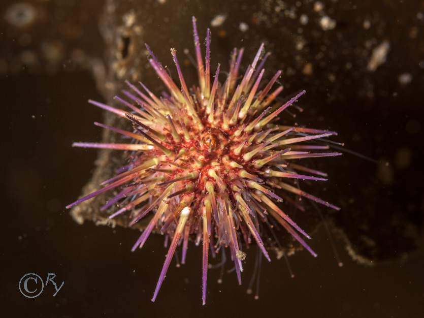 Psammechinus miliaris -- green sea urchin