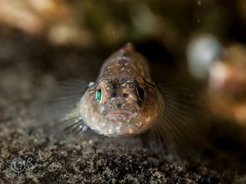 Pomatoschistus pictus -- painted goby