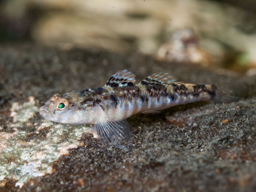 Pomatoschistus pictus -- painted goby