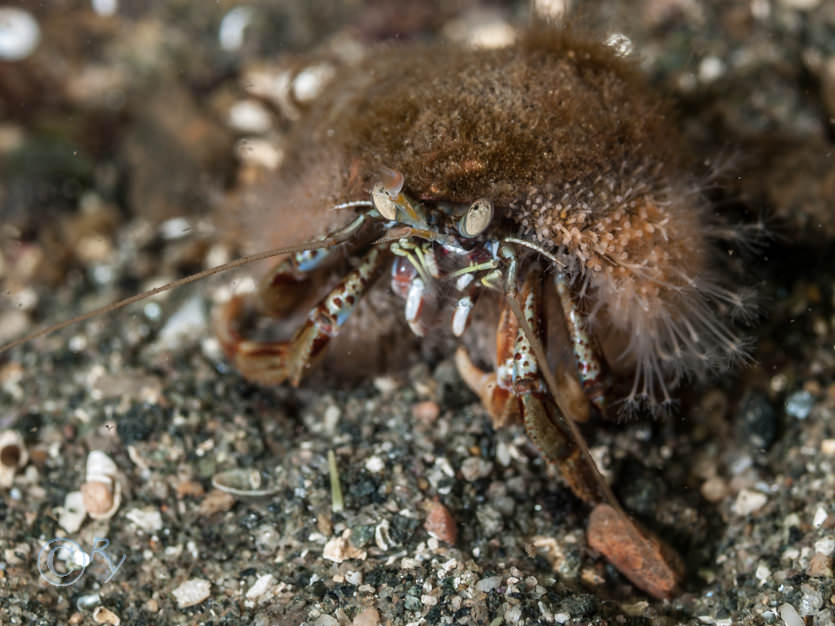 Hydractinia echinata -- hermit crab fur, Pagurus bernhardus -- common hermit crab