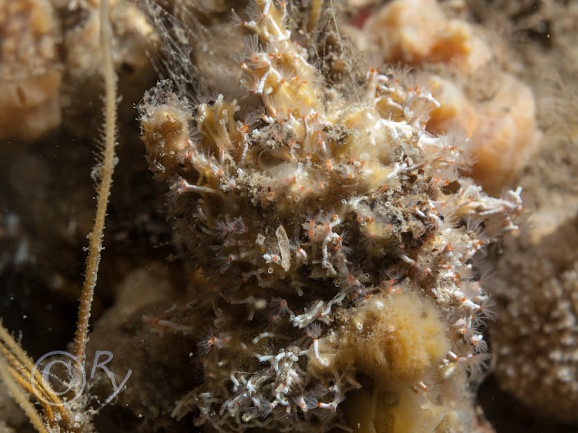 Salmacina dysteri -- coral worm