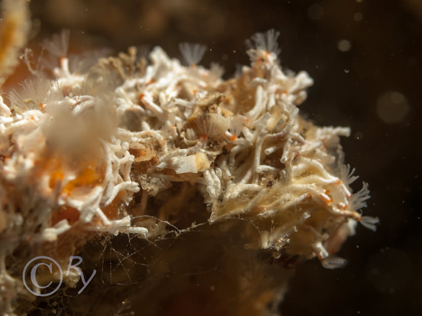 Salmacina dysteri -- coral worm