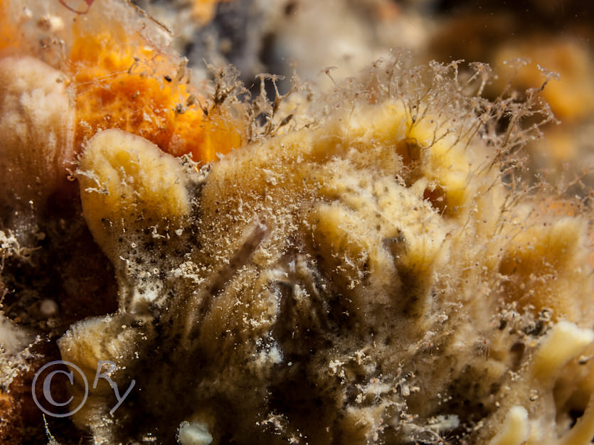 Amphilectus fucorum -- shredded carrot sponge, Tubularia larynx -- branched oaten pipes hydroid