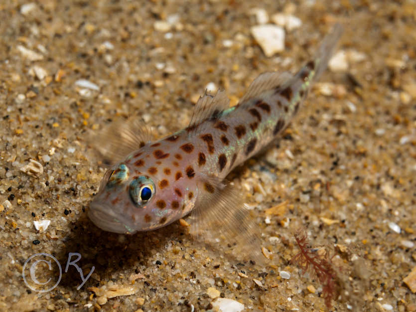 Thorogobius ephippiatus -- leopard-spotted goby