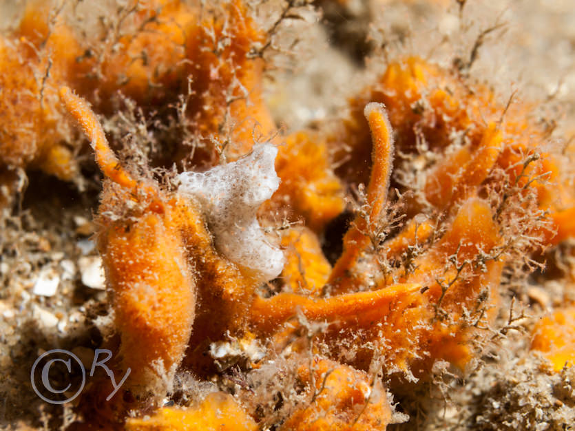Amphilectus fucorum -- shredded carrot sponge, Garveia nutans?