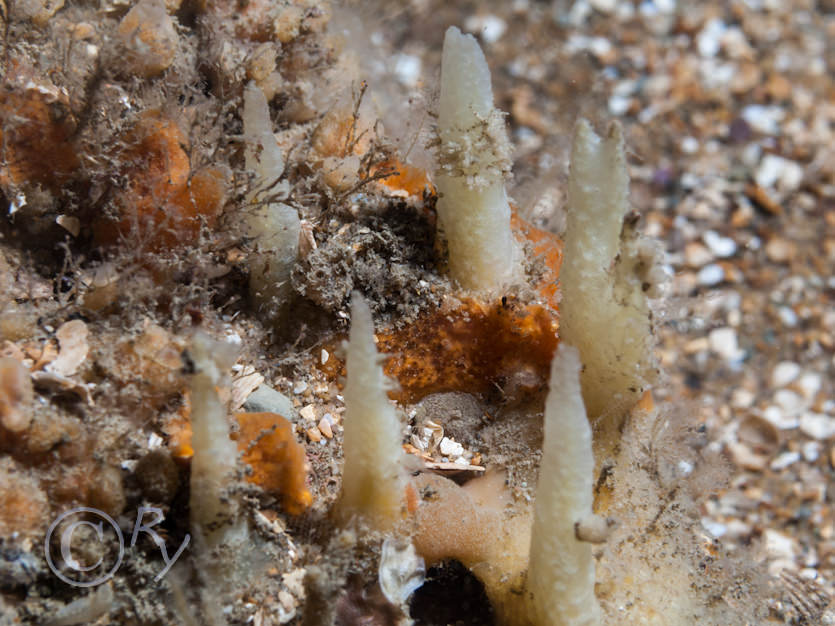 Amphilectus fucorum -- shredded carrot sponge, Polymastia penicillus (mamillaris) -- chimney sponge