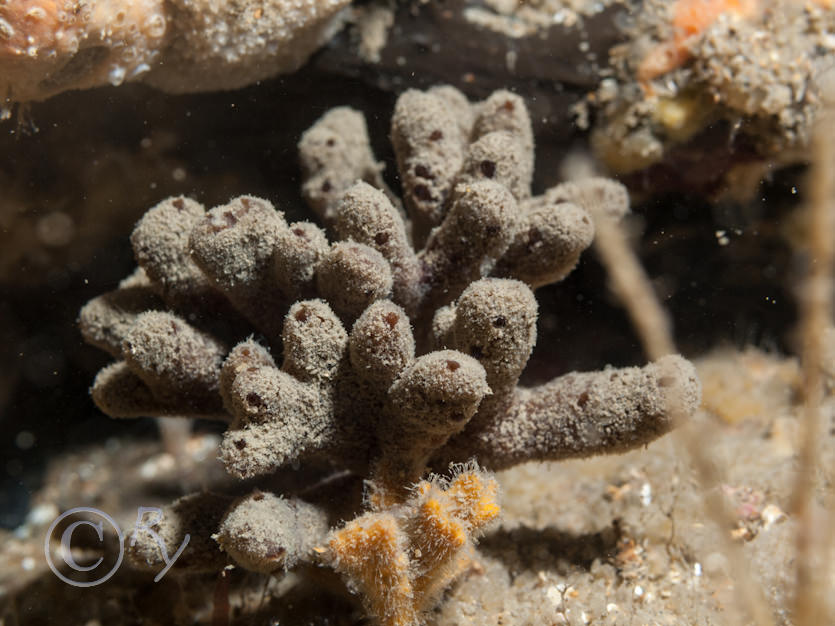 Raspailia ramosa -- choclate finger sponge, Stelligera stuposa