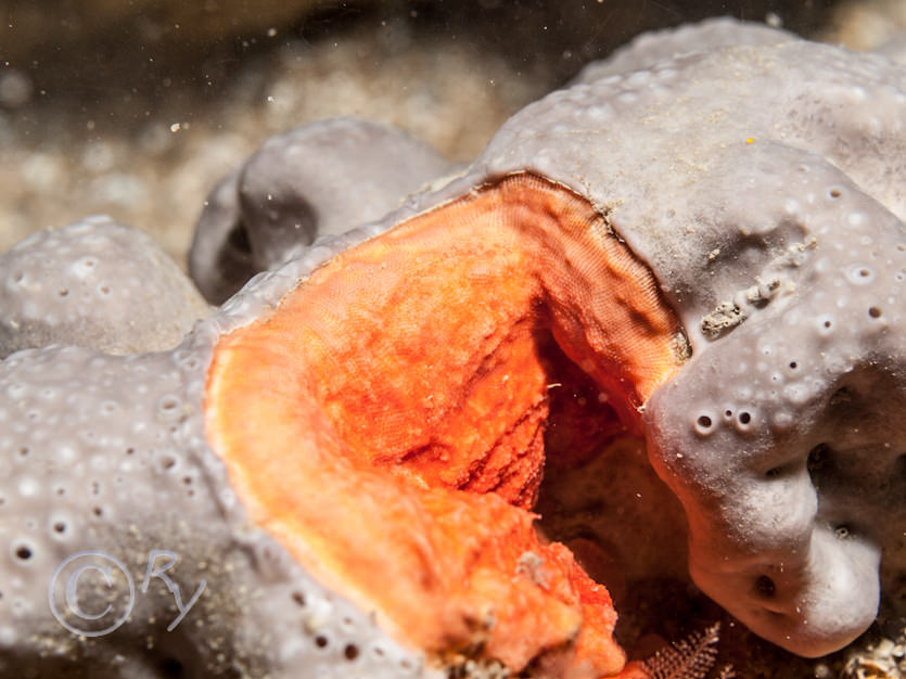 Bryozoa indet crusts -- encrusting broyzoans not identified to species, Pachymatisma johnstonia -- elephant hide sponge