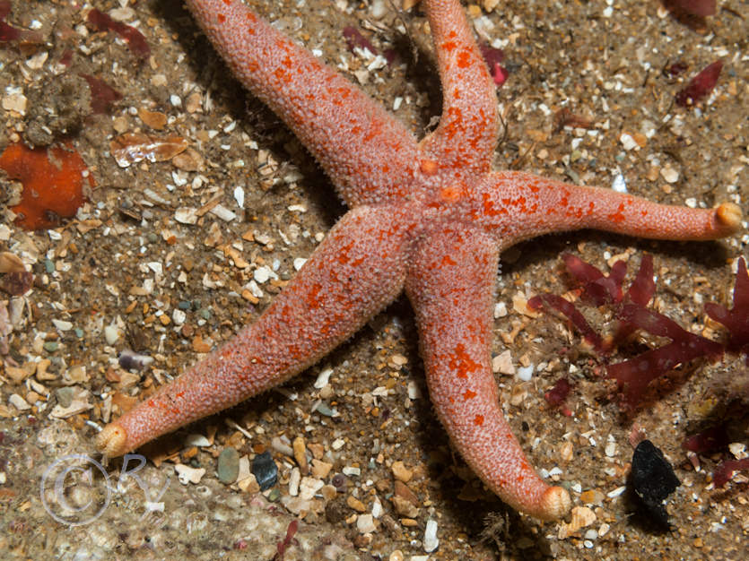 Henricia oculata  or sanguinolenta -- bloody Henry