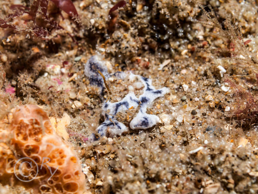 Didemnum maculosum, Hemimycale columella -- crater sponge, Pycnoclavella aurilucens -- Orange Lights Seasquirt