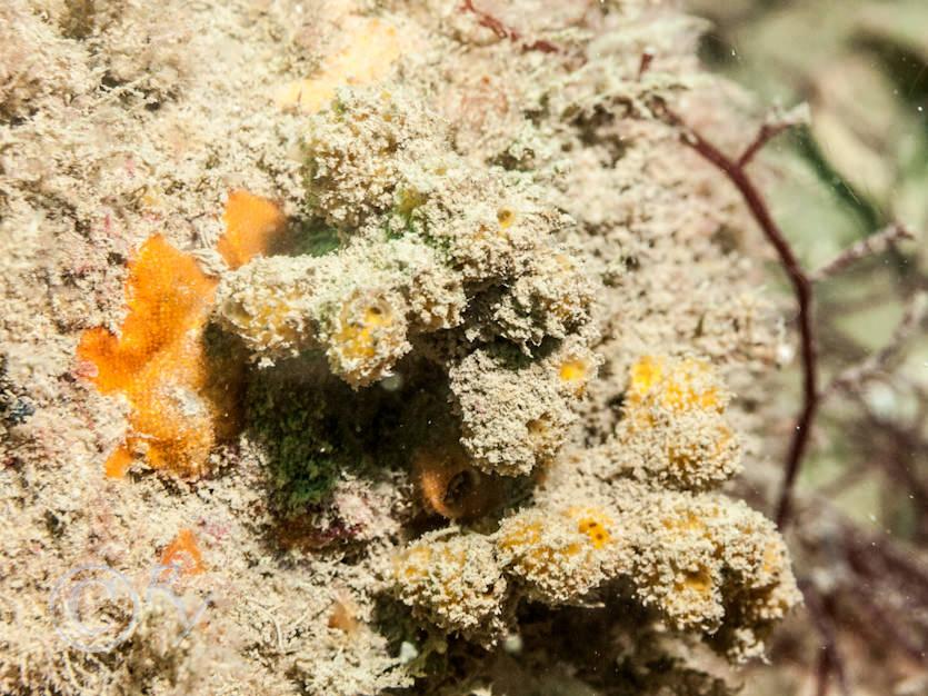 Orange encrusting bryozoa, Stelligera rigida