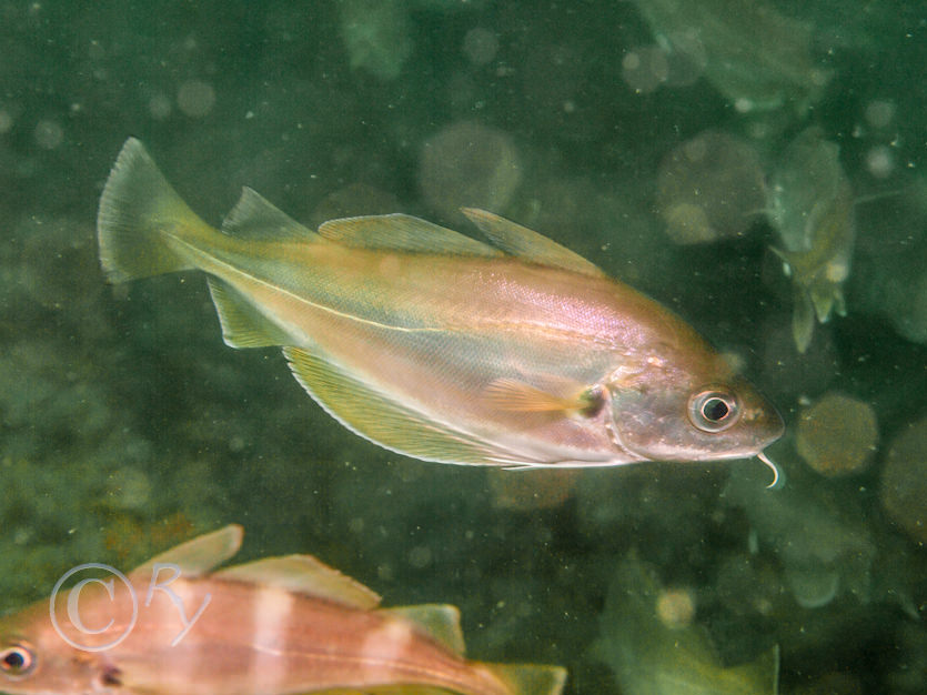 Trisopterus minutus -- poor cod