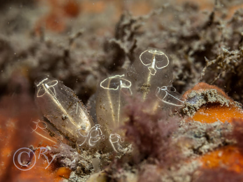 Clavelina lepadiformis -- light bulb sea squirt