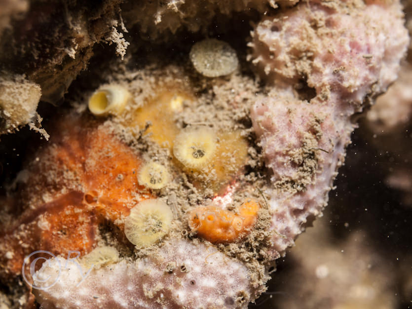 Cliona celata -- boring sponge, Dysidea fragilis -- goosebump sponge