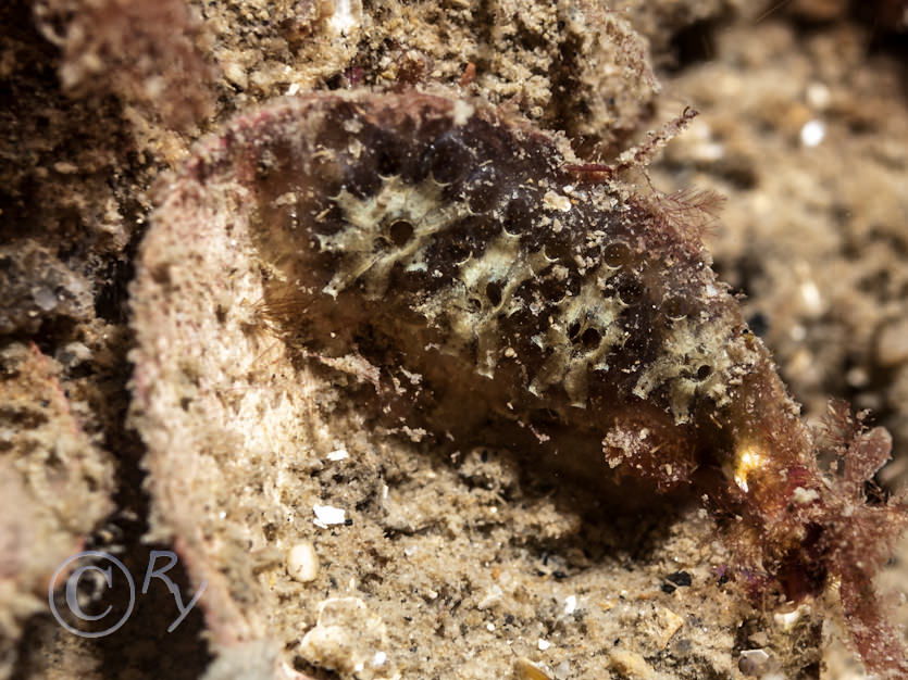 Botryllus schlosseii -- star sea squirt