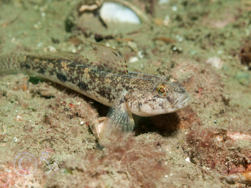 Gobius niger -- black goby