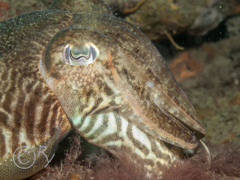 Sepia officinalis -- common cuttlefish