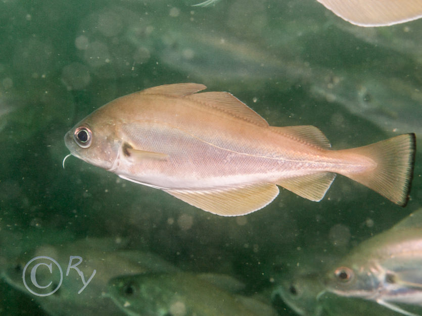 Trisopterus minutus -- poor cod