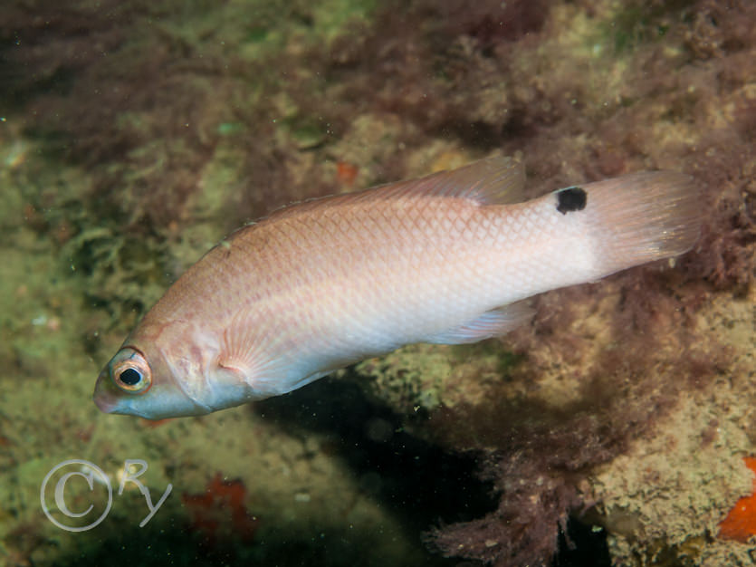 Ctenolabrus rupestris -- goldsinny