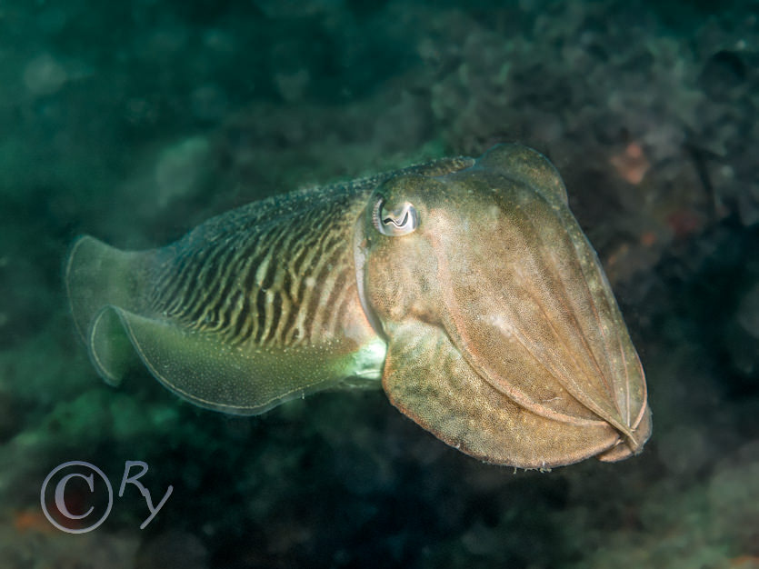Sepia officinalis -- common cuttlefish