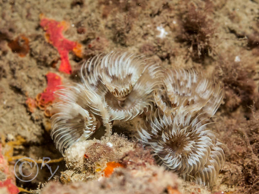 Bispira volutacornis -- double spiral worm