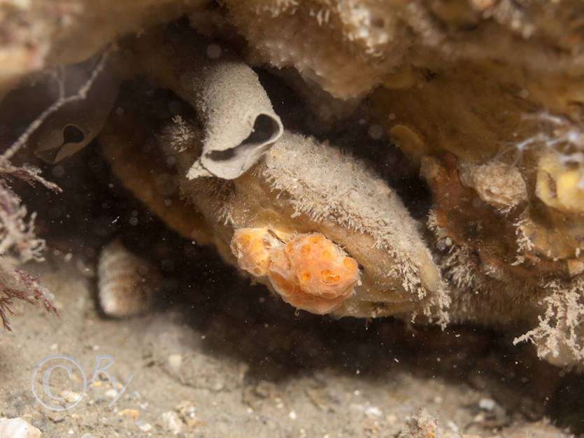 Bispira volutacornis -- double spiral worm, Hemimycale columella -- crater sponge, Ostrea edulis -- European oyster or native oyster, Sarcodictyon catenatum