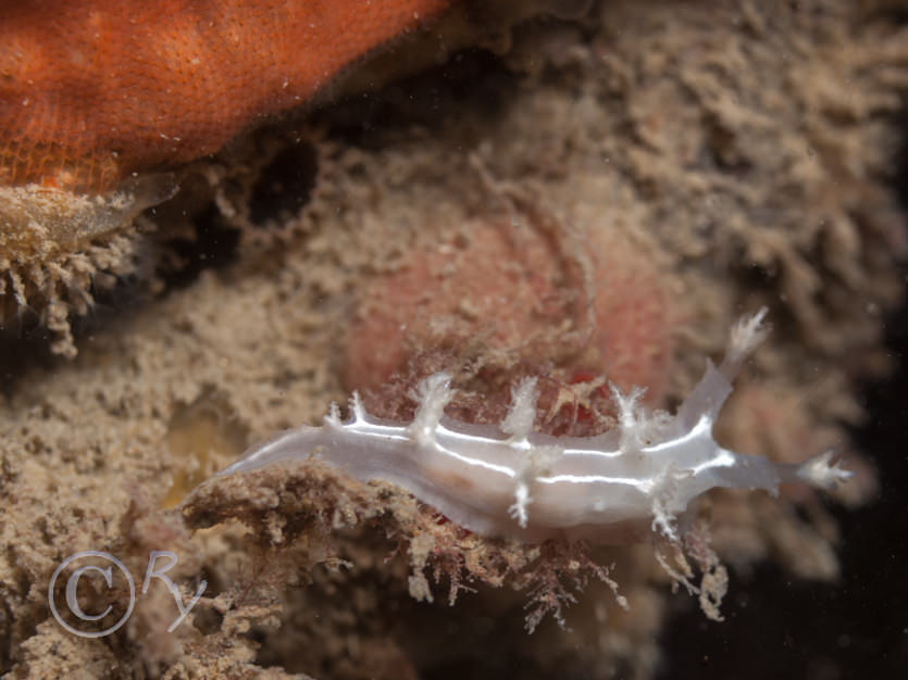 Orange encrusting bryozoa, Tritonia lineata