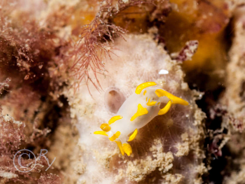 Dysidea fragilis -- goosebump sponge, Trapania maculata