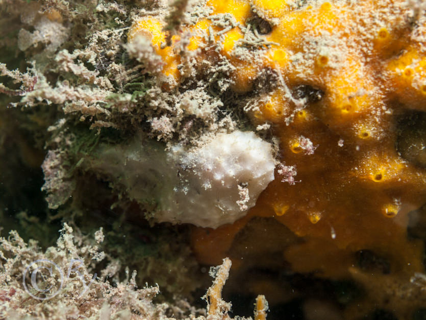 Dysidea fragilis -- goosebump sponge, Encrusting sponges