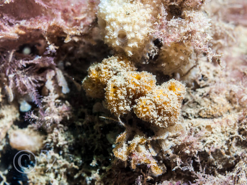 Stelligera rigida, Dysidea fragilis -- goosebump sponge