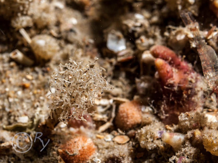 Lanice conchilega -- sand mason worm