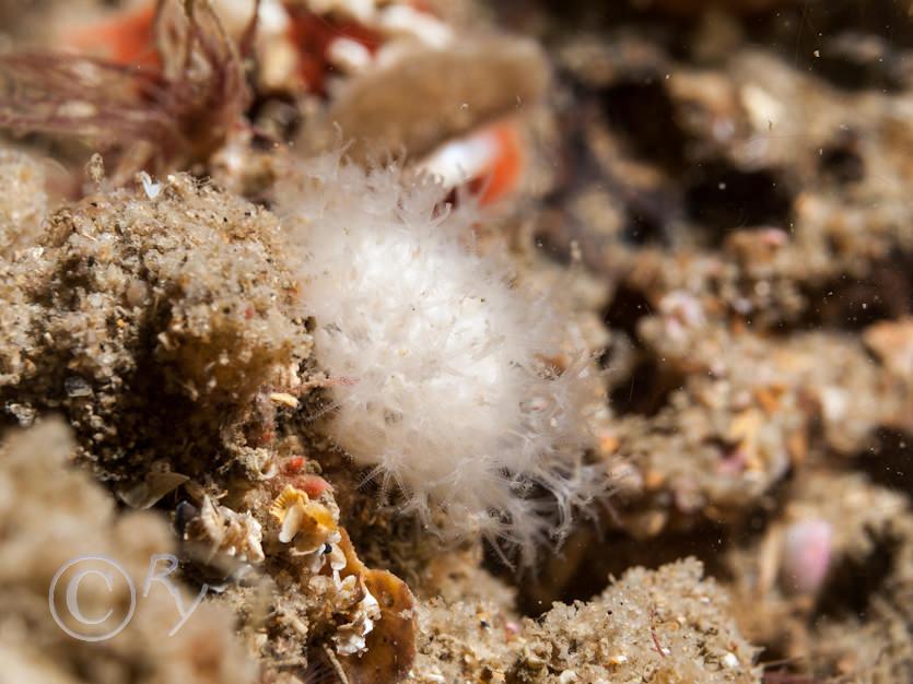 Alcyonium digitatum -- dead men's fingers