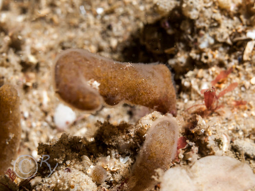 Alcyonidium diaphanum -- finger bryozoan  sea chervil