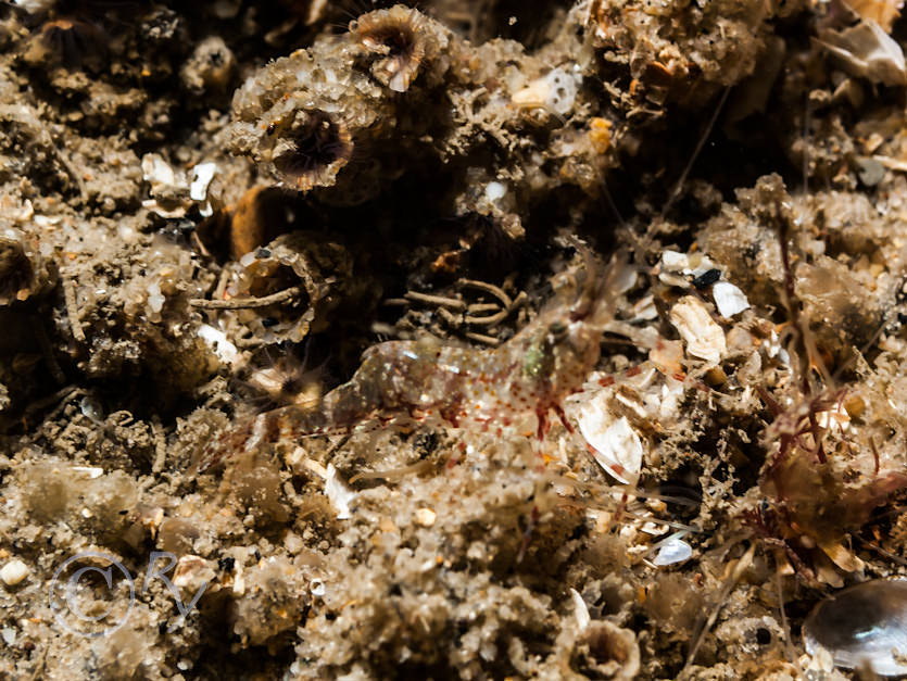 Pandalus montagui -- humpback prawn