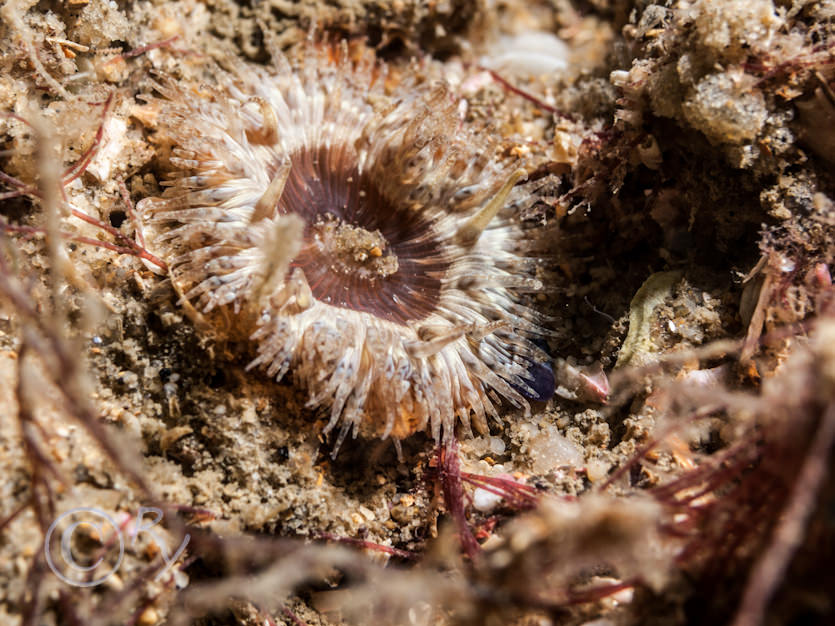 Cereus pedunculatus -- daisy anemone