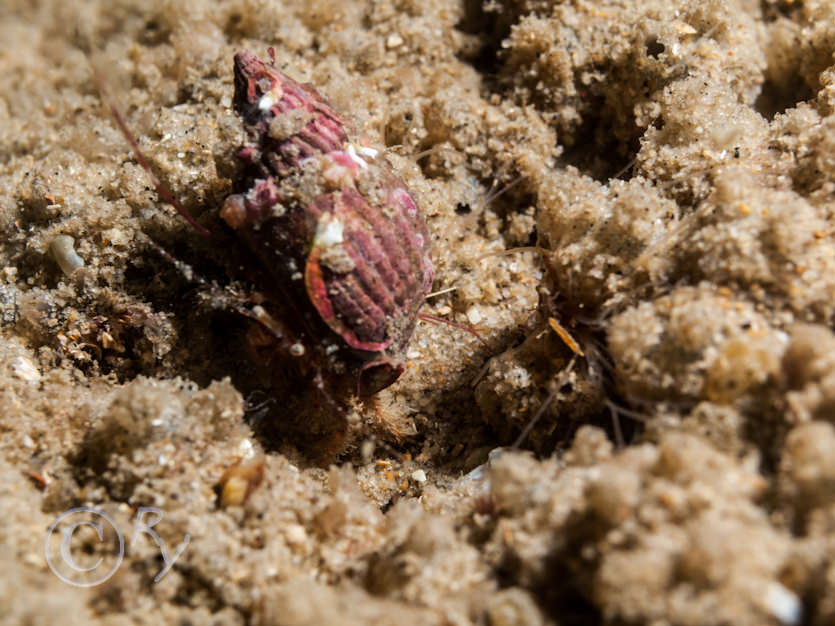 Hinia reticulata -- netted dog-whelk