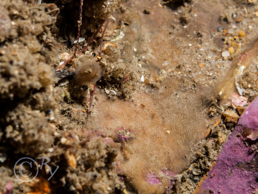 Bryozoa indet crusts -- encrusting broyzoans not identified to species