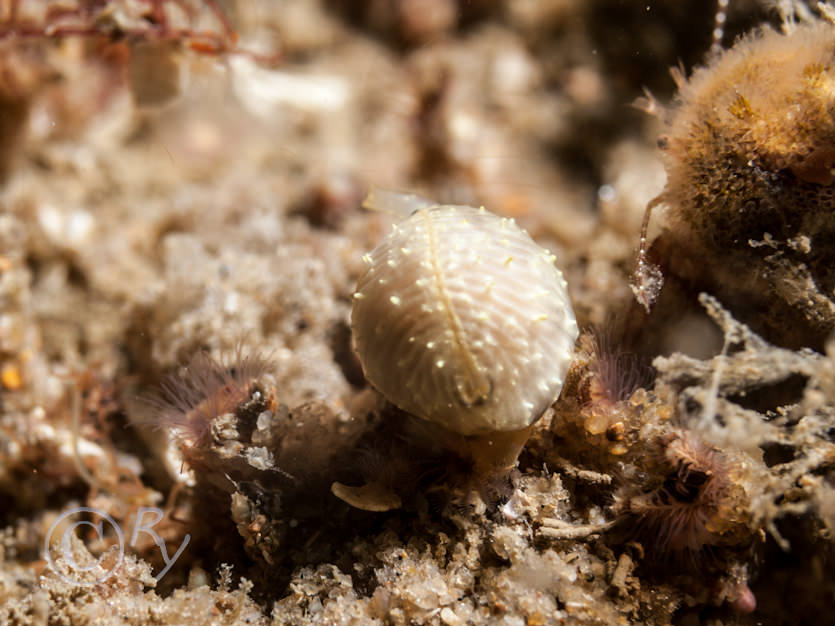 Trivia arctica -- Arctic cowrie